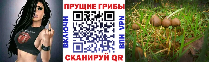 Псилоцибиновые грибы GOLDEN TEACHER  Усть-Катав 